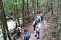 Walking in the rainforest