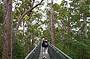 Walking the Tree Tops