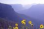 Blue Mountains Vista